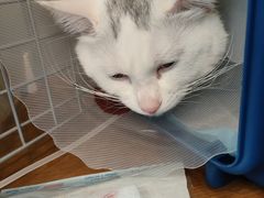 -伟伟宠物医院·瑞派猫友好医院·猫科(光谷店)