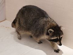 -浣熊柯尔鸭土拨鼠·电玩咖