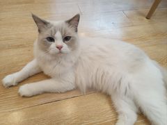 -猫咪派对(江南西店)