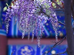 -北京国子监胡同