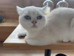 -猫腻·猫咖·撸猫馆(星光大道店)