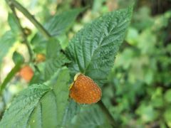 -重庆雨台山风景区