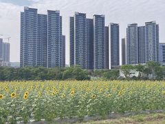 -光明小镇欢乐田园