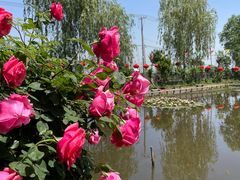 -同銮特种养殖场·龙虾垂钓