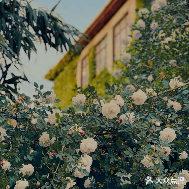 青岛网红打卡地｜青岛大学路网红转角墙