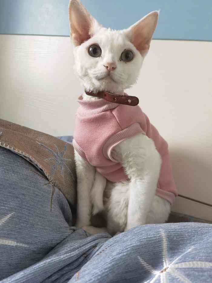 爱派宠物(珠江新城店)-"【项目】其他老板的宠物特别的美,特别是.