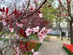 -石家庄市植物园