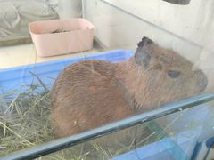 -怪兽屋·羊驼·猫咖·狗咖(俊华广场店)