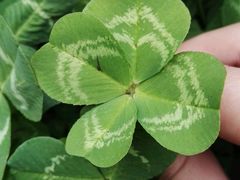 -三圣花乡旅游区