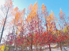 -北宫国家森林公园