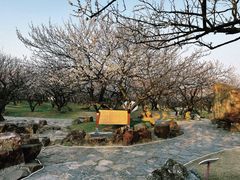-香雪海