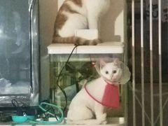 -北京赛佳动物医院