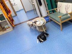 -博特宠物医院24h犬猫全科.骨科·异宠