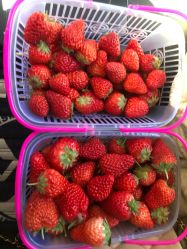 -蓝呗呗蓝莓草莓采摘园(通州区马驹桥店)