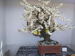 -香雪海