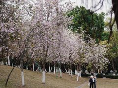 -番禺大夫山森林公园
