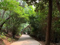 景点-大阳山国家森林公园