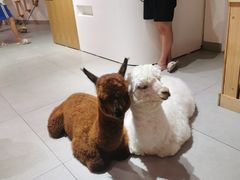 -Heymao猫咖.咖啡厅(东门店)