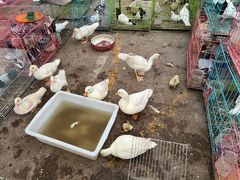 -中环花鸟鱼虫市场