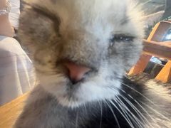 -猫猫幼稚园·撸猫·桌游·电玩