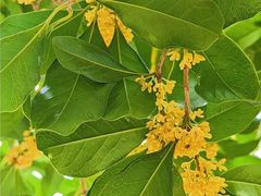 -亭林园-华藏寺