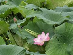 -长春市南湖公园