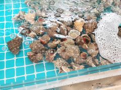 -必点蒸汽海鲜(止锚湾店)