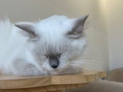 -怪兽屋·羊驼·猫咖·狗咖(俊华广场店)