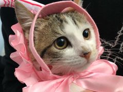 -1013 PET SHOP精品宠物商店(丁香店)
