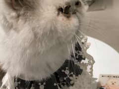 -怪兽屋·羊驼·猫咖·狗咖(俊华广场店)