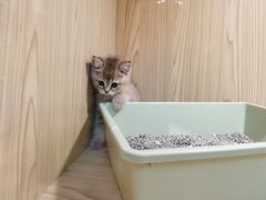-屋虎猫馆(宝安大仟里店)