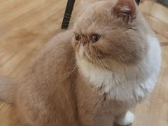 -滚猫咖啡·猫咖·猫友好撸猫(未来城店)