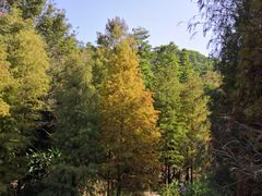 -云溪植物园