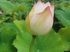 -荷花荡