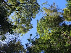 -九龙江国家森林公园