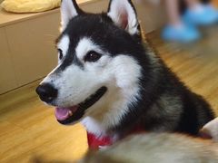 -Husky Go! 哈士奇体验馆·宠物咖啡厅狗咖