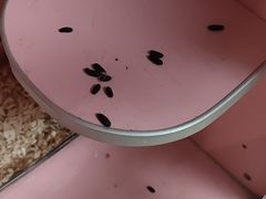 -菲尔斯特宠物医院