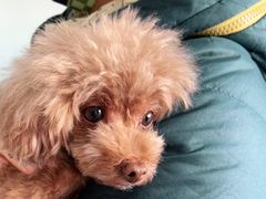 -瑞派福兴宠物医院犬猫全科·骨科·中西医结合(河东店)