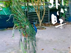 -不觉晓CAMPING(上海迪士尼营地店)