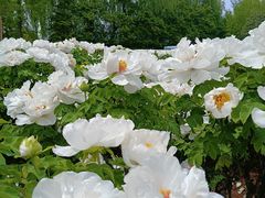 -洛阳市隋唐城遗址植物园
