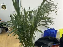 -辫豆HABA儿童馆(万象汇店)