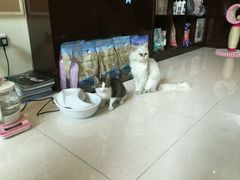 android_upload_pic-Oh My Dog宠物沙龙(伊珊娜皮毛护理店)