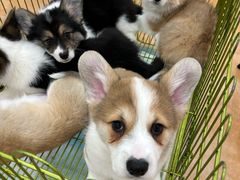 -Let's go狗咖·猫咖·奶狗·桌游(春熙路IFS店)