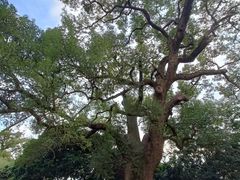 -叶挺将军纪念园