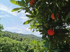 -西山樟坞健康果园枇杷杨梅采摘