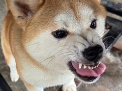 -柴犬高等学院·狗咖·柴犬售卖·宠物训练