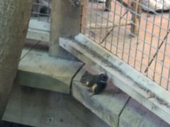 -Steveston Pizza Company (Richmond)