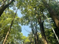 -缙云山景区