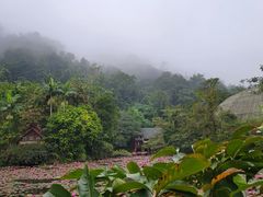 -野象谷景区
