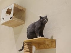 -藏猫猫咖啡主题馆(中央大道店)